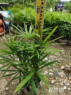 裸干高120厘米细叶棕竹