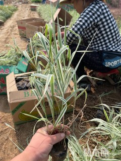 高度50厘米花叶芦苇