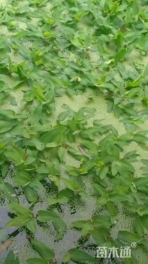 高度30厘米竹叶眼子菜