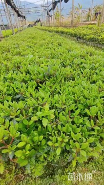 容器苗安酷杜鹃