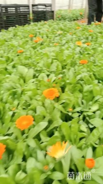 高度13厘米金盏菊