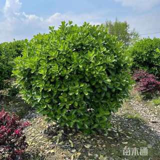 冠幅100厘米大叶黄杨球