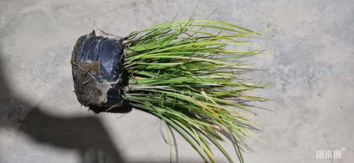 高度20厘米金叶菖蒲