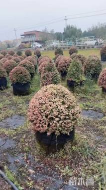 冠幅180厘米红叶石楠球