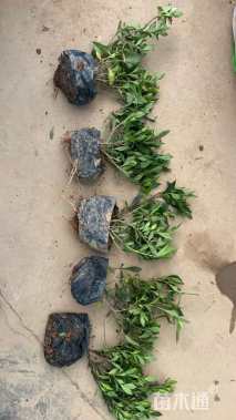 高度30厘米红花继木