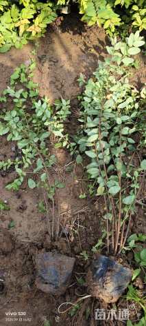 高度46厘米金丝桃