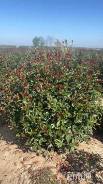 冠幅250厘米红叶石楠球