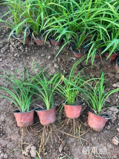 高度20厘米金娃娃萱草