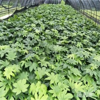 高度40厘米八角金盘小苗