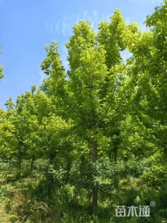 16公分金叶复叶槭