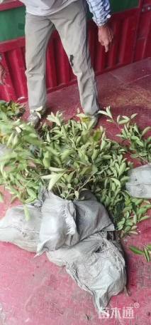 0.1公分红叶石楠