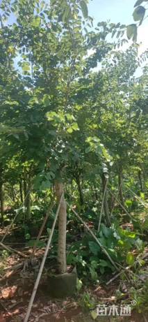 高度500厘米紫荆