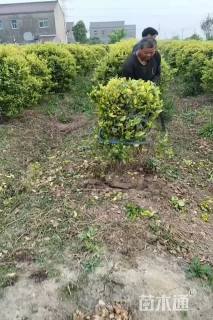 冠幅120厘米金森女贞球