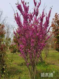 高度300厘米丛生紫荆