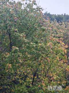 高度500厘米丛生茶条槭
