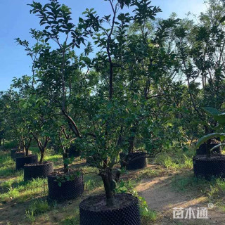 10公分柚子树
