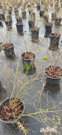 高度50厘米蓝莓