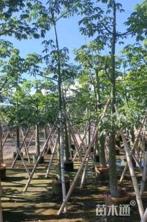 10公分美丽异木棉