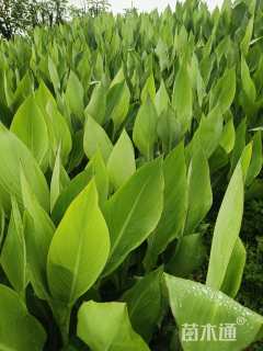 高度40厘米美人蕉