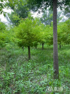 12公分矮接金枝槐