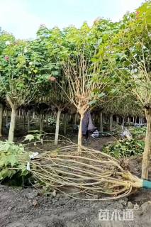 高度280厘米木芙蓉