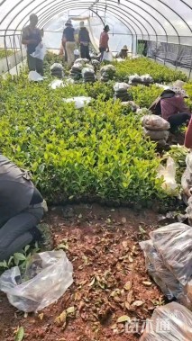 高度20厘米地中海荚迷