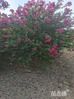 高度300厘米丛生紫薇