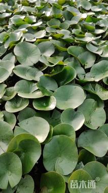 高度30厘米睡莲