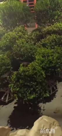 冠幅80厘米茶梅球