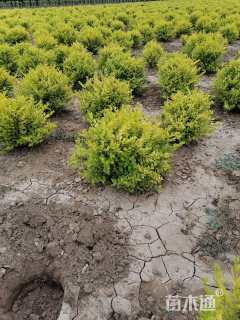 高度30厘米金森女贞