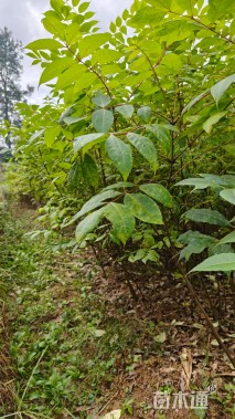 高度70厘米黄柏小苗