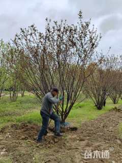 高度200厘米丛生榆叶梅