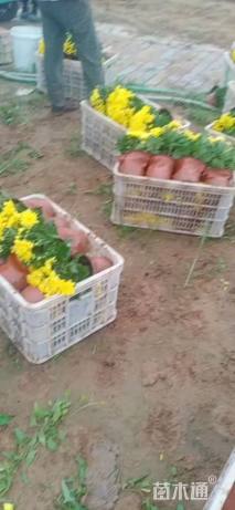 高度30厘米千头菊