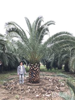 裸干高100厘米加拿利海枣