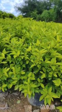 高度30厘米金叶假连翘