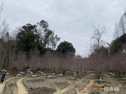 16公分绚丽海棠