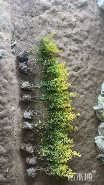 高度40厘米金叶女贞