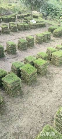 草块状马尼拉草