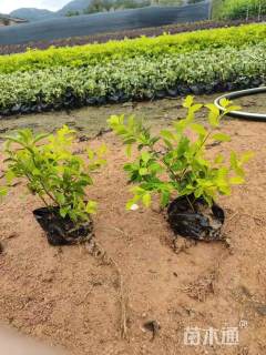 高度30厘米黄金叶