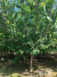 高度200厘米蜡梅