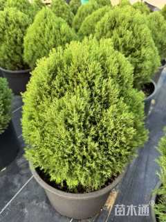 高度80厘米球柏