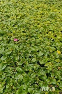 高度30厘米三角梅