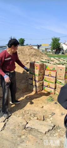 高度15厘米大滨菊