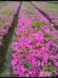 高度50厘米毛鹃