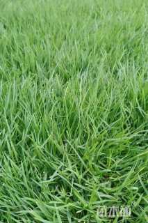 高度2厘米虎皮草