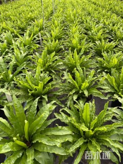 高度35厘米鸟巢蕨