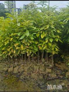 高度100厘米木荷小苗