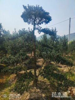 移栽苗造型罗汉松