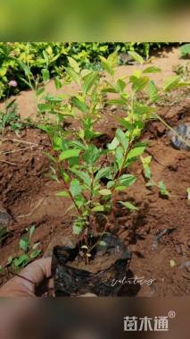 高度30厘米金山绣线菊