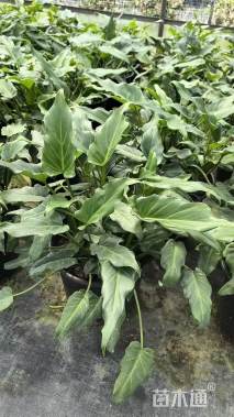 高度30厘米仙羽蔓绿绒